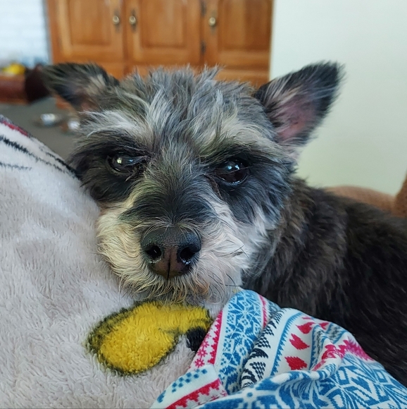 Meet your Posher, Tracy - Picture 3 of 11